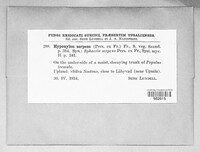 Nemania serpens image